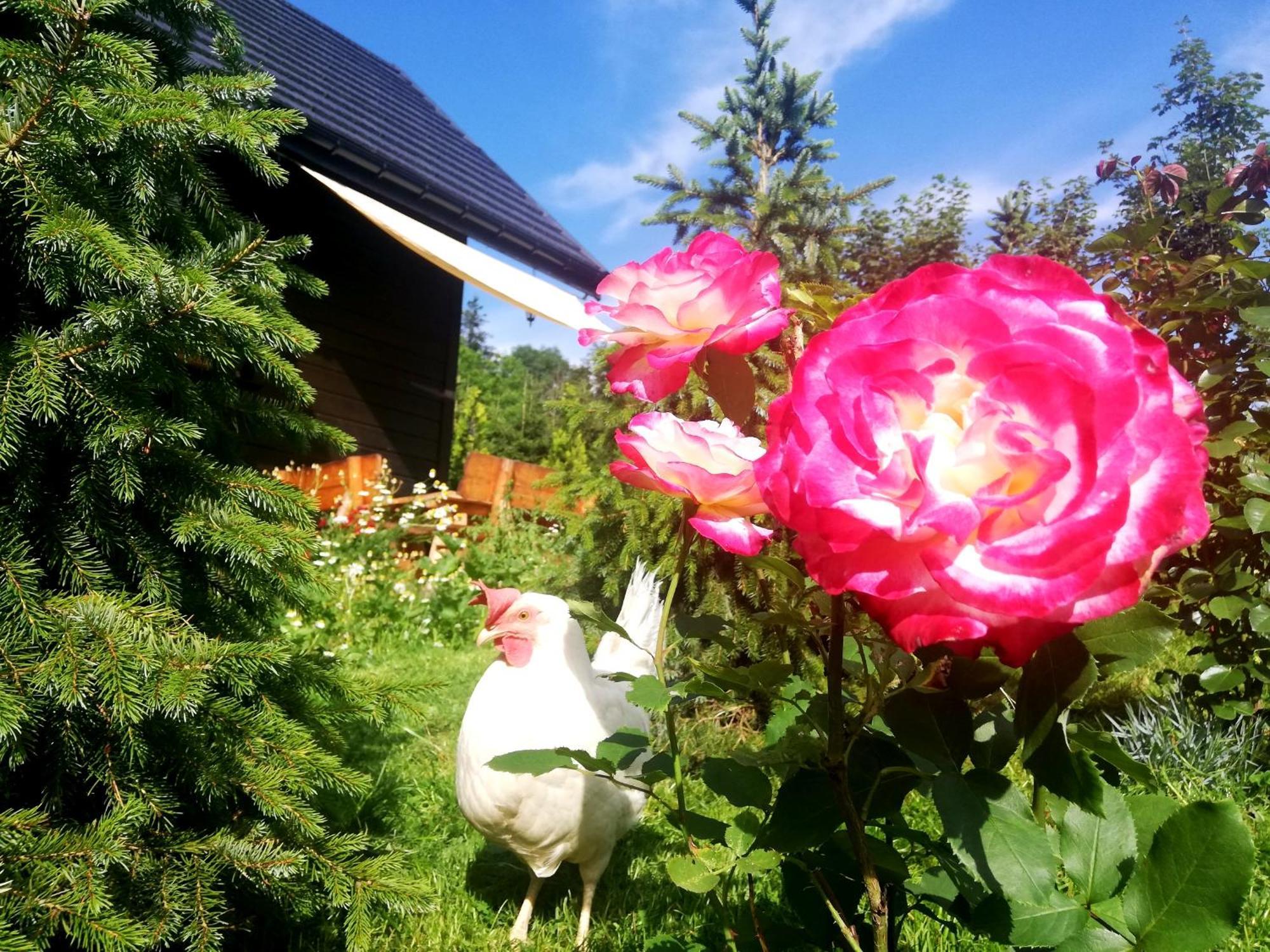 Beskidzka Ostoja Koszarawa Cameră foto